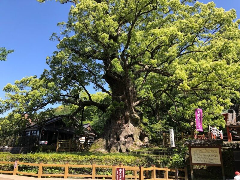 蒲生神社　御朱印巡りの旅　日本一の楠